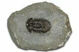Detailed Scabriscutellum Trilobite - Morocco #359137-3